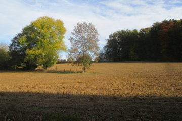 Vue sur les champs et le noyer depuis la rue du Château à Bousval