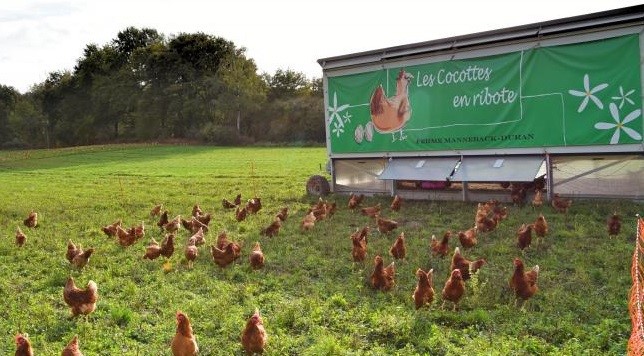 Les cocottes en ribote - poules dans l'herbe