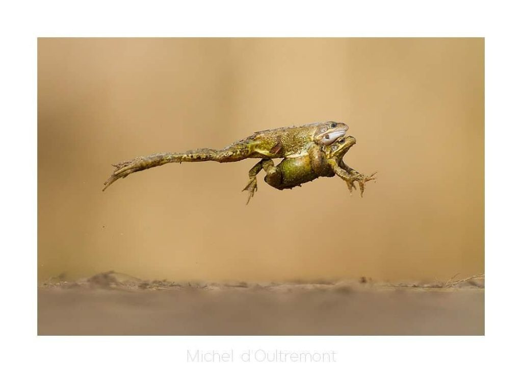 Photo d'un couple de batraciens en plein saut - Michel d’Oultremont, photographe