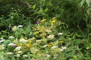 Massif de carotte sauvage, séneçon devant un "arbre à papillons", un Buddleja davidii