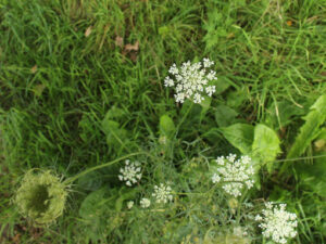 Carotte sauvage (Daucus carota)