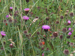 Centaurée sp (Centaurea sp)