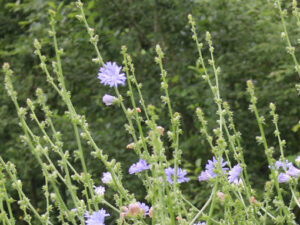 Chicorée (sauvage) (Cichorium intybus)