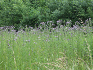 Cirse des champs (Cirsium arvense)