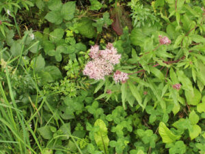 Eupatoire chanvrine (Eupatorium cannabinum)