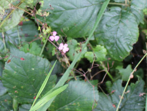 Géranium Robert (Geranium robertianum)