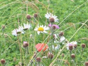 Grande marguerite (Leucanthemum × superbum)