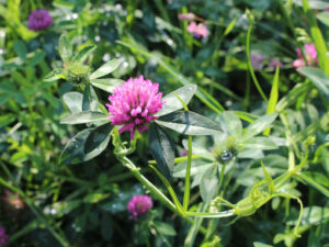 Trèfle des prés (Trifolium pratense)