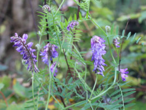 Vesce (Vicia cracca)