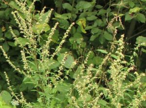 Armoise (Artemisia vulgaris)