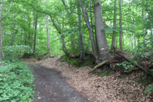 Sur le GR dans le bois de la Tassenière