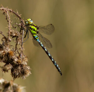 Anax_Empereur (Ph. Q.Van Belle)