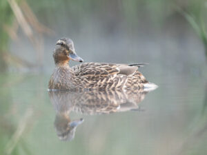 Canard Colvert (femelle) (Ph. Q.Van Belle)