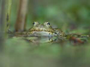 Grenouille verte (Ph. Q.Van Belle)