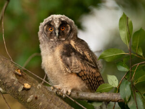 Hibou moyen-duc (juvénile) (Ph. Q.Van Belle)