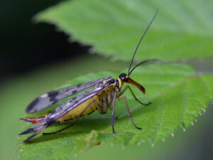 Panorpa communis femelle (mouche scorpion) (Ph. M.Guisset)