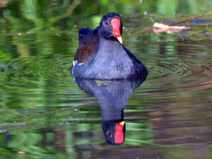 Poule d'eau (Ph. M.Guisset)