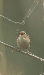 Troglodyte mignon (Ph. Q.Van Belle)