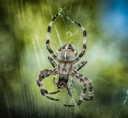 Araignée sur une toile